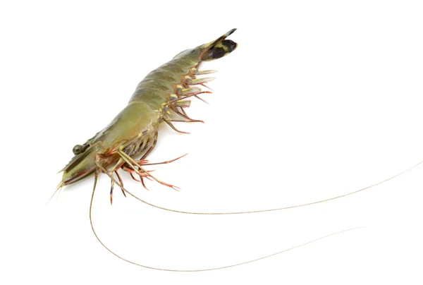 Raw black tiger shrimp — Stock Photo, Image