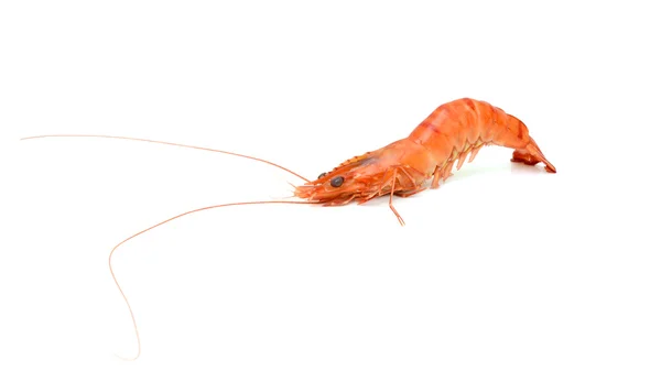 Beyaz arka plan üzerinde izole buğulanmış kaplan karides
