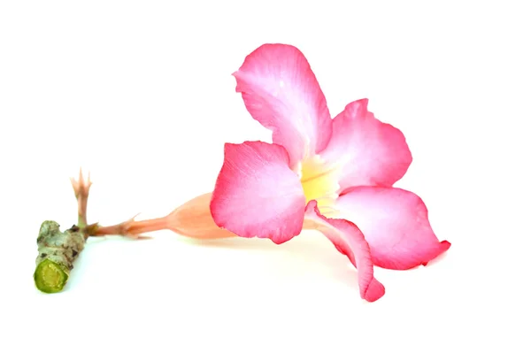 Plumeria rubra aislada sobre fondo blanco — Foto de Stock