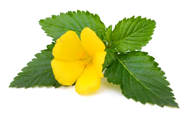 Beyaz arka plan üzerinde izole çiy ile sarı adaçayı gül çiçek