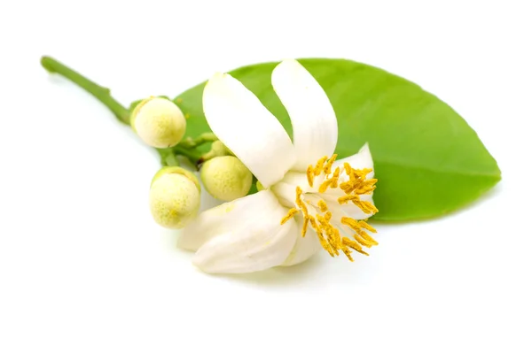 Pomelo flower isolated on white background — Stock Photo, Image