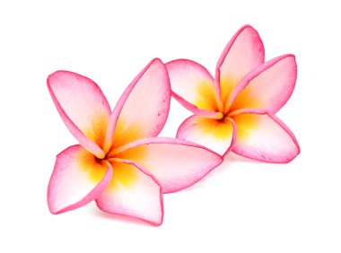 Beyaz arka plan üzerinde izole plumeria rubra