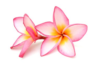 Beyaz arka plan üzerinde izole plumeria rubra