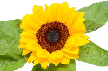 Beyaz arkaplanda yaprakları olan ayçiçeği