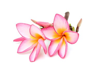 Beyaz arka plan üzerinde izole plumeria rubra