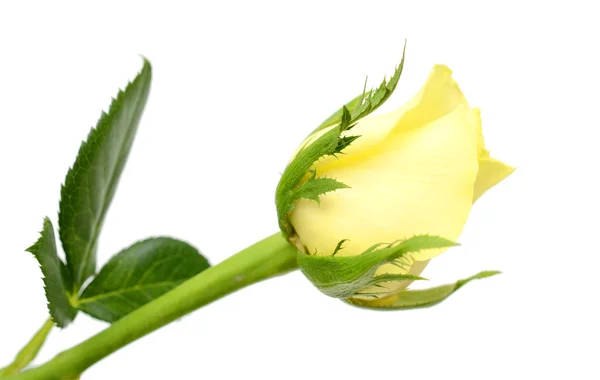 Yellow roses flower isolated on white background — Stock Photo, Image