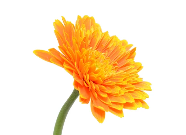 Flor de gerbera laranja isolada no fundo branco — Fotografia de Stock