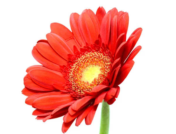 Gerbera červená květina, izolované na bílém pozadí — Stock fotografie