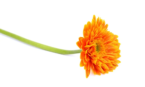 Orange gerbera blomma isolerad på vit bakgrund — Stockfoto