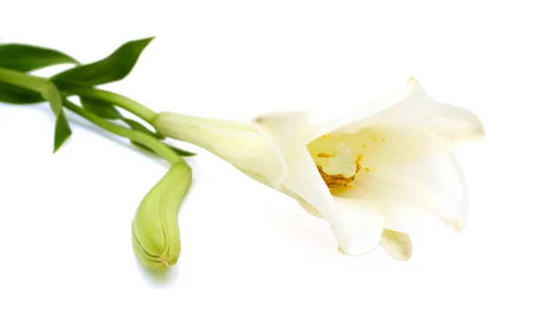Pasen lily bloem geïsoleerd op witte achtergrond — Stockfoto