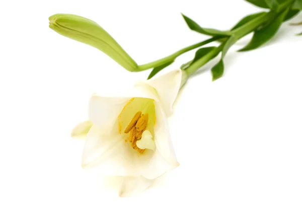 Pasen lily bloem geïsoleerd op witte achtergrond — Stockfoto