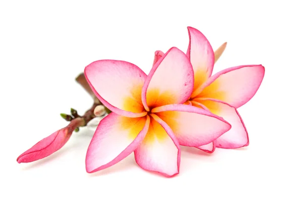 Beyaz arka plan üzerinde izole plumeria rubra