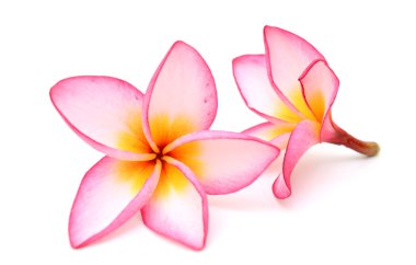 Beyaz arkaplanda izole Frangipani çiçeği