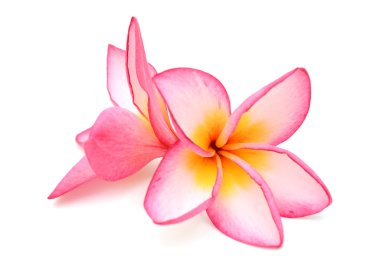 Beyaz arkaplanda izole Frangipani çiçeği