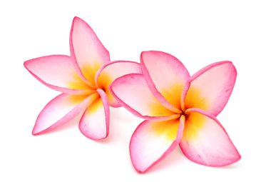 Beyaz arkaplanda izole Frangipani çiçeği