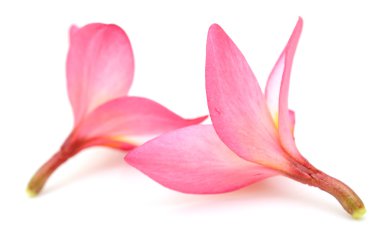 Beyaz arkaplanda izole Frangipani çiçeği