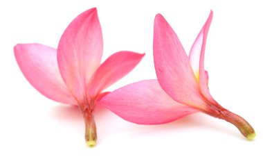 Beyaz arkaplanda izole Frangipani çiçeği