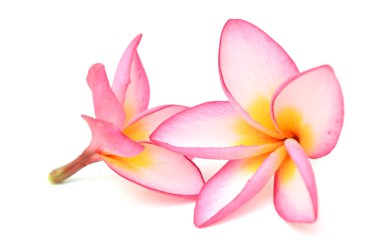 Beyaz arka plan üzerinde izole plumeria rubra