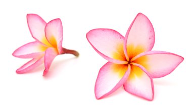 Beyaz arka plan üzerinde izole plumeria rubra