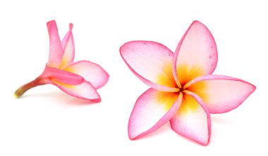 Beyaz arka plan üzerinde izole plumeria rubra