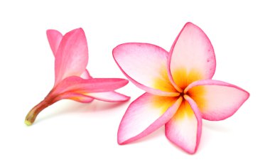 Beyaz arka plan üzerinde izole plumeria rubra