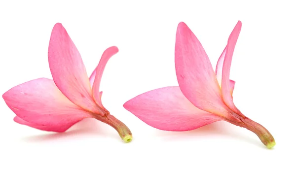 Beyaz arkaplanda izole Frangipani çiçeği