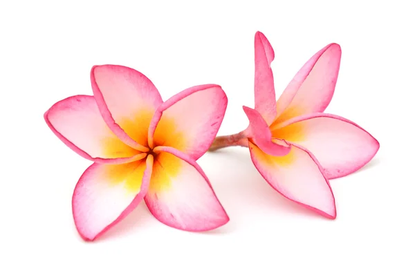 Beyaz arkaplanda izole Frangipani çiçeği