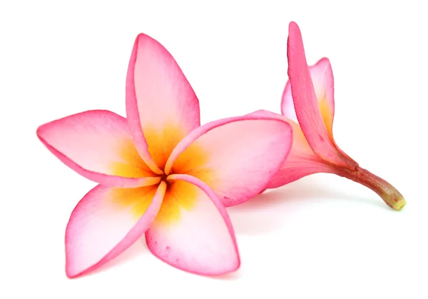 Beyaz arkaplanda izole Frangipani çiçeği