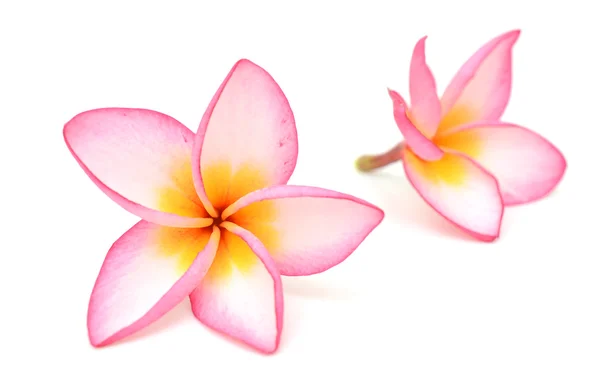 Frangipani bloem geïsoleerd op witte achtergrond — Stockfoto