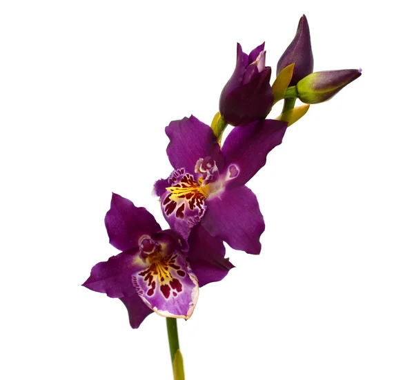 Fialové květy orchidejí, izolovaných na bílém pozadí — Stock fotografie