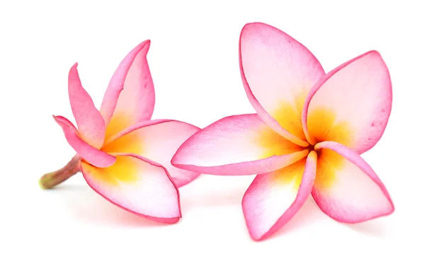 Beyaz arka plan üzerinde izole plumeria rubra