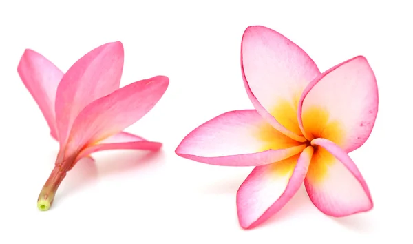 Plumeria rubra geïsoleerd op witte achtergrond — Stockfoto