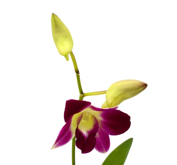 Fialové květy orchidejí, izolovaných na bílém pozadí — Stock fotografie