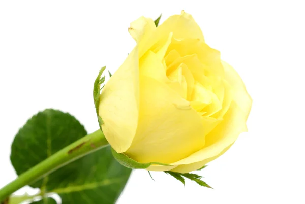 Rosas amarillas flor aislada sobre fondo blanco —  Fotos de Stock