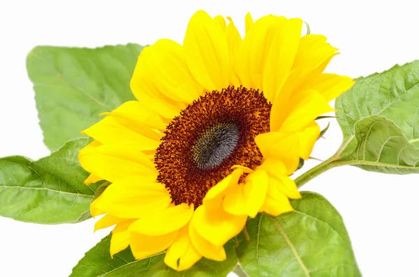 Słonecznik z liśćmi odizolowanymi na białym tle — Zdjęcie stockowe