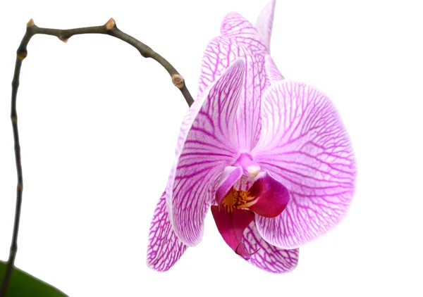 Flores de orquídea púrpura, aisladas sobre fondo blanco — Foto de Stock