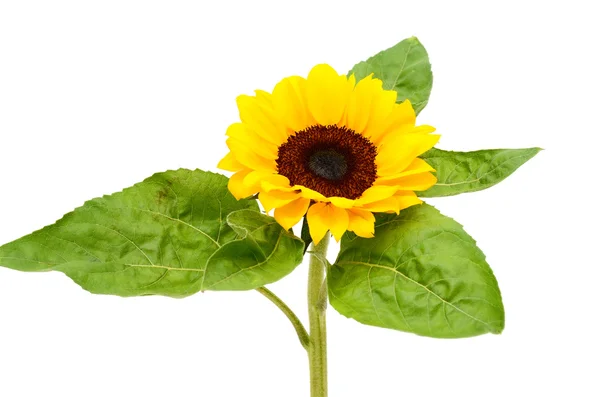 Słonecznik z liśćmi odizolowanymi na białym tle — Zdjęcie stockowe