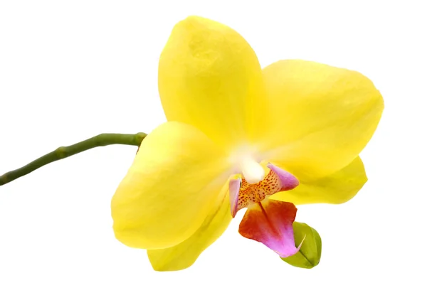 Orchidee bloemen, geïsoleerd op witte achtergrond — Stockfoto