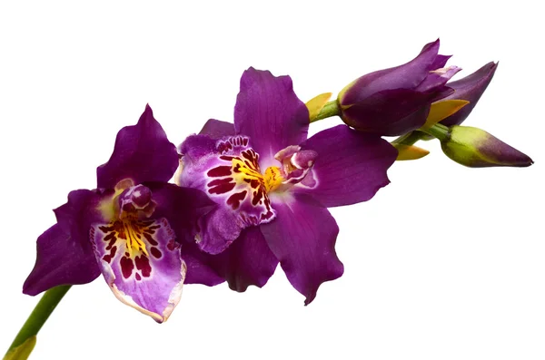 Flores de orquídeas roxas, isoladas sobre fundo branco — Fotografia de Stock