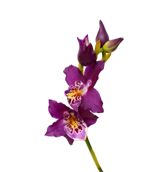 Fialové květy orchidejí, izolovaných na bílém pozadí — Stock fotografie