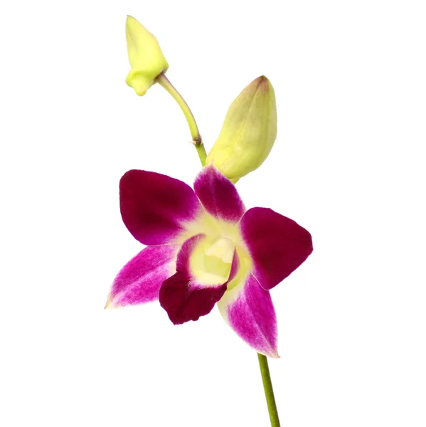 Flores de orquídeas roxas, isoladas sobre fundo branco — Fotografia de Stock