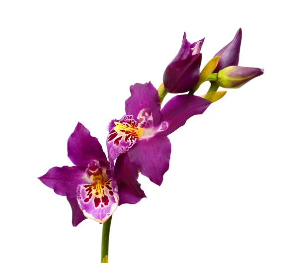 Beyaz arka plan üzerinde izole mor orkide çiçekler