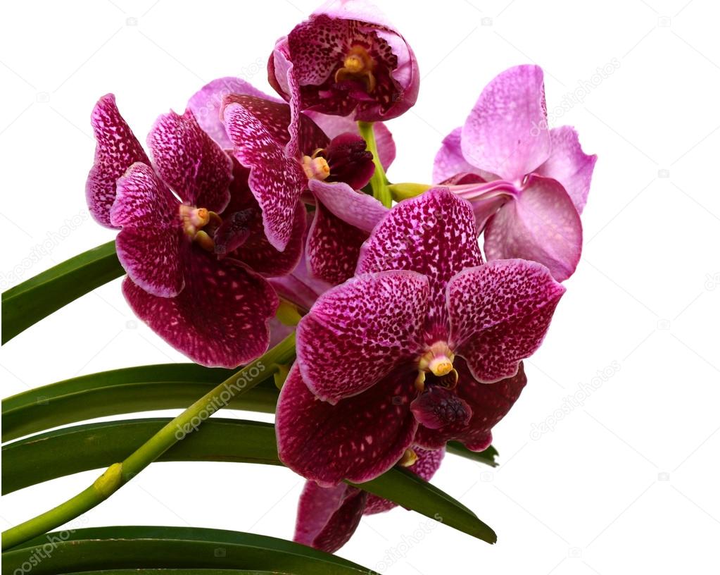 Purple orchid flowers, isolated on white background