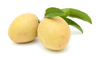 yaprakları ile taze sapodilla