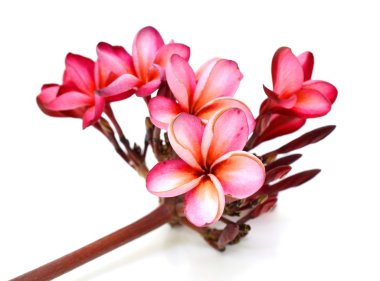 Frangipani çiçek