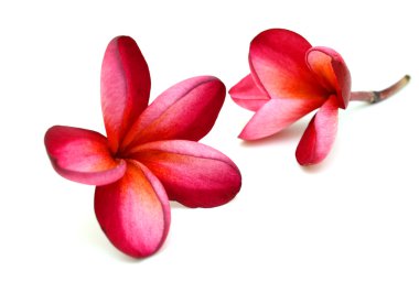 Kırmızı frangipani çiçek