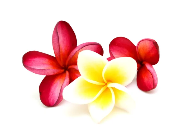 Beautiful plumeria rubra — Stock Photo, Image