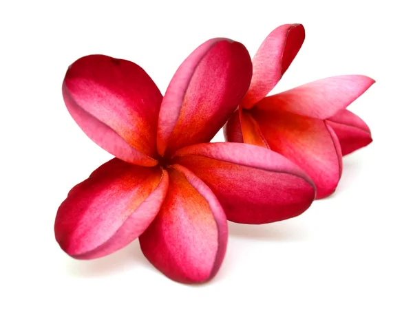 Flor de frangipani rojo — Foto de Stock