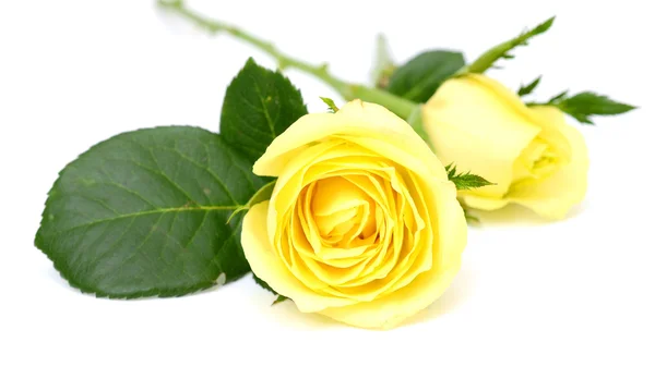 Yellow roses — Stock Photo, Image