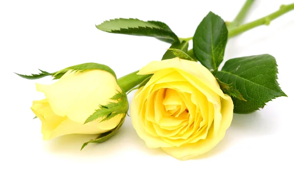 Yellow roses — Stock Photo, Image